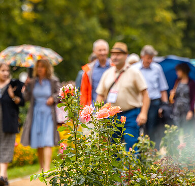Öffentliche Parkführung im Ostdeutschen Rosengarten