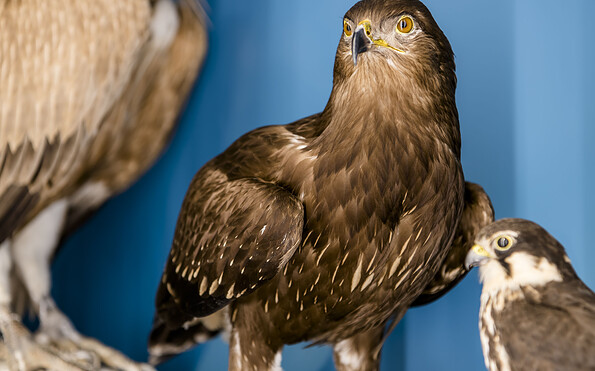 Wie kommt Schreiadler Sigmar zu seinem Namen?, Foto: D. Marschalsky, Lizenz: Naturkundemuseum Potsdam
