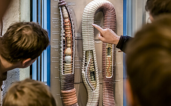 Regenwurm-Modell von Alfred Keller, Foto: D. Marschalsky, Lizenz: Naturkundemuseum Potsdam