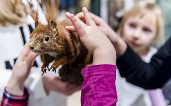 So weich ist das Fell eines Eichhörnchens, Foto: David Marschalsky, Lizenz: Naturkundemuseum Potsdam