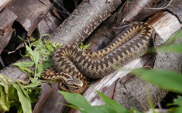 Foto: Daniel Bohle, Lizenz: Daniel Bohle