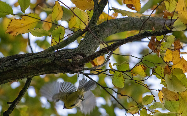 Foto: Naturwacht, C. Krüger, Lizenz: Naturwacht, C. Krüger