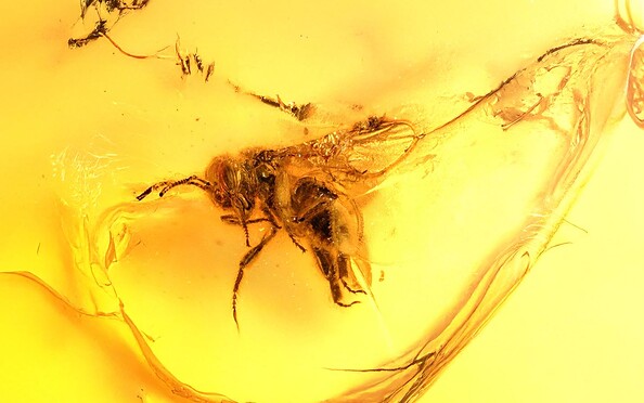 Foto: Kotthoff  UHH, Lizenz: Kotthoff  UHH