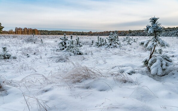 Foto: Dr. Tilo Geisel, Lizenz: Stiftung Naturlandschaften Brandenburg