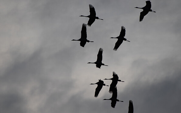 Foto: C. Krüger, Lizenz: Naturwacht