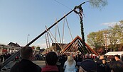 Maibaumaufstellen, Foto: Aline Gubella, Lizenz: Aline Gubella