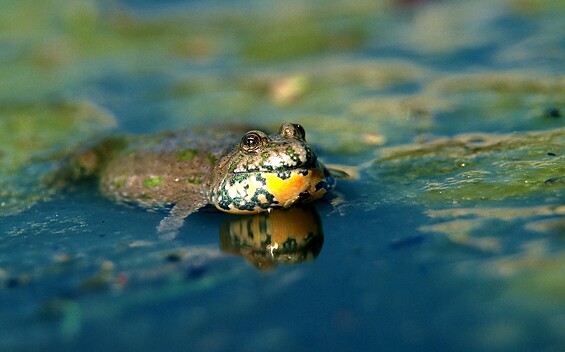 Foto: NSF Brandenburg, Lizenz: Naturschutzfonds Brandenburg