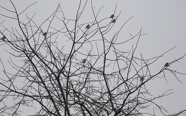 Foto: Jonathan Kunkel, Lizenz: NABU-Rühstädt