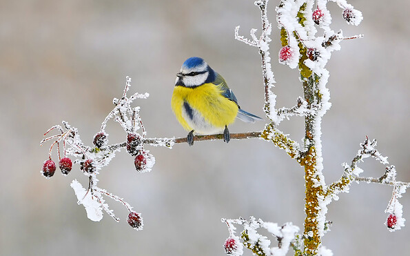 Foto: Josef Graf, Lizenz: NABU/CEWE/Josef Graf