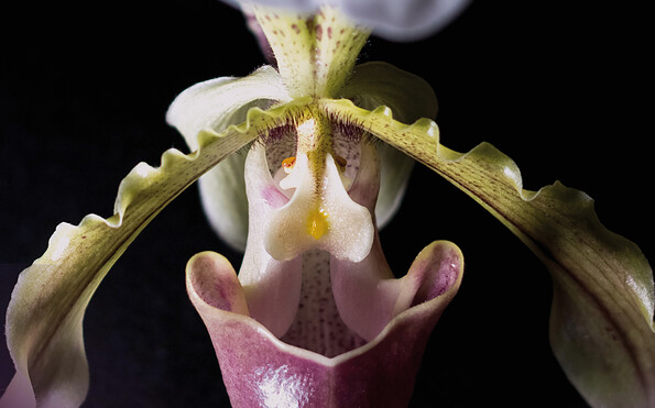 Foto: Biosphäre Potsdam, Lizenz: Biosphäre Potsdam