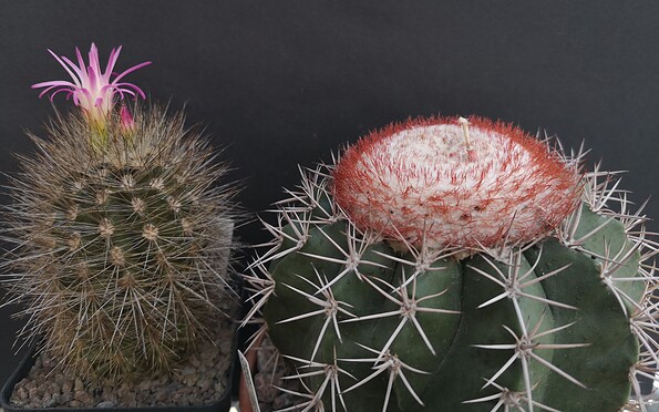 Foto: Harald Köppen, Lizenz: Harald Köppen