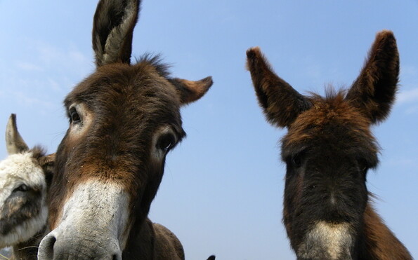 Foto: Monika Paulat, Lizenz: Sarah Fuchs