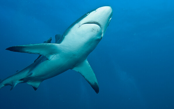 Foto: Stephan Schulz, Lizenz: Stephan Schulz