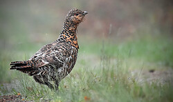 RangerTour: Versteckte Welten II