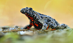 RangerTour: Unkenrufe