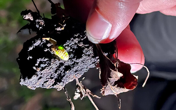 Foto: Susann Nitzsche, Naturwacht Brandenburg, Lizenz: Susann Nitzsche, Naturwacht Brandenburg