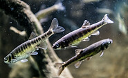 Elritzen im Aquarium, Foto: D. Marschalsky, Lizenz: Naturkundemuseum Potsdam