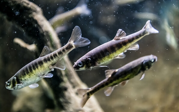 Elritzen im Aquarium, Foto: D. Marschalsky, Lizenz: Naturkundemuseum Potsdam
