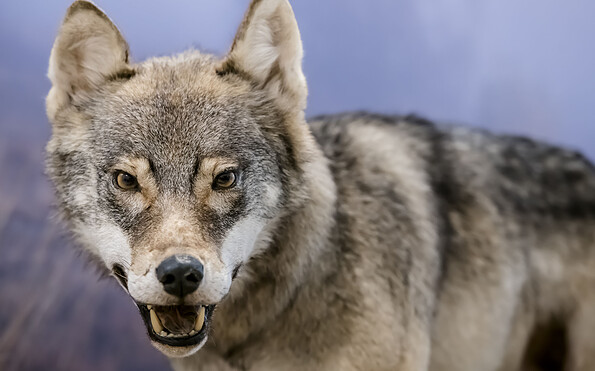 Der Wolf - ein Star im Naturkundemuseum Potsdam, Foto: D. Marschalsky, Lizenz: Naturkundemuseum Potsdam