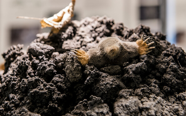 Präparat eines Maulwurfs im Maulwurfshügel , Foto: D. Marschalsky, Lizenz: Naturkundemuseum Potsdam