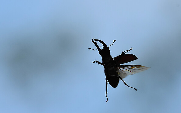 Foto: Nicola Glaser, Lizenz: Nicola Glaser