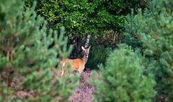 Wildnis -Tour: Unterwegs im Wildnisgebiet - Tieren begegnen