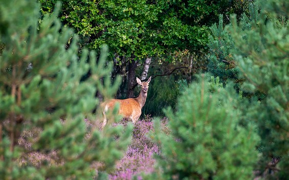 Foto: Dr. Tilo Geisel, Lizenz: Wildnisstiftung
