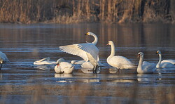 17. Singschwantage 2026 - Nationalpark Unteres Odertal