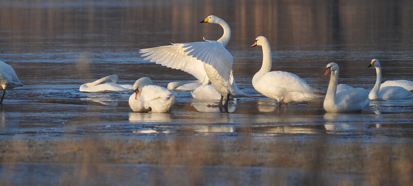 17. Singschwantage 2026 - Nationalpark Unteres Odertal