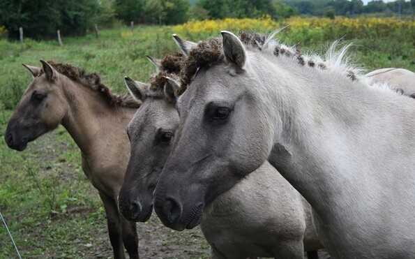 Foto: Dirk Krone, Lizenz: NaturSchutzFonds Brandenburg