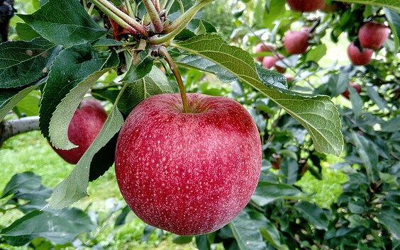 Foto: pixabay.com, Lizenz: pixabay.com