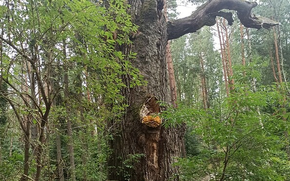Foto: A. Fiedler, Lizenz: Stiftung NaturSchutzFonds Brandenburg