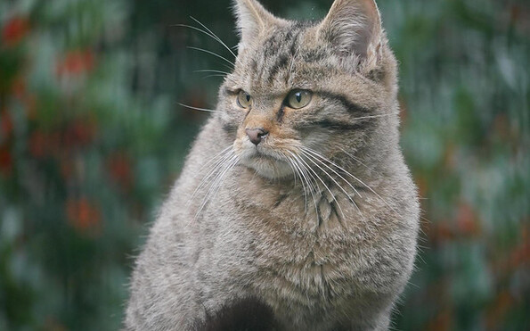 Foto: Bernd Benning, Lizenz: Adobe