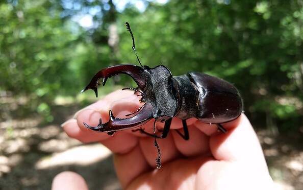 Foto: Hannes Hause, Lizenz: NaturSchutzFonds Brandenburg