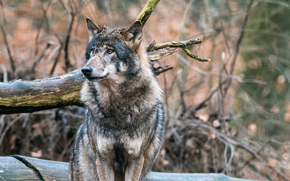 Foto: Dr. Tilo Geisel, Lizenz: Stiftung Naturlndschaften Brandenburg
