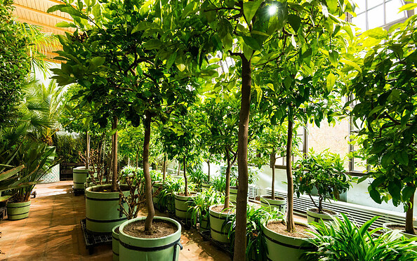 Orangerie im Schlossgarten Glienicke, Foto: Leo Seidel, Lizenz: SPSG