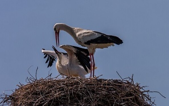 Foto: M.Komm, Lizenz: M.Komm