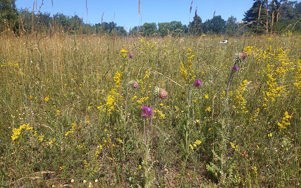 Foto: Marian Beyer, Lizenz: NaturSchutzFonds Brandenburg