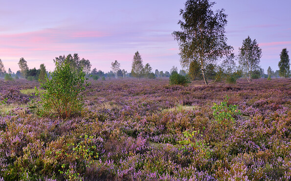 Foto: Sebastian Hennings, Lizenz: NaturSchutzFonds Brandenburg