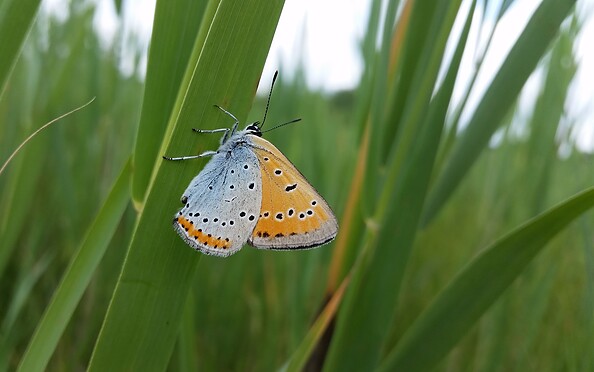 Foto: Hannes Hause, Lizenz: NaturSchutzFonds Brandenburg