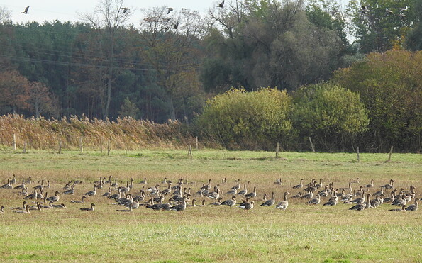 Foto: Theresa Schwalbe, Lizenz: NaturSchutzFonds Brandenburg