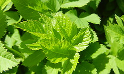 Begegnung mit den „Grünen Neunen“ - Die traditionelle Neunkräutersuppe