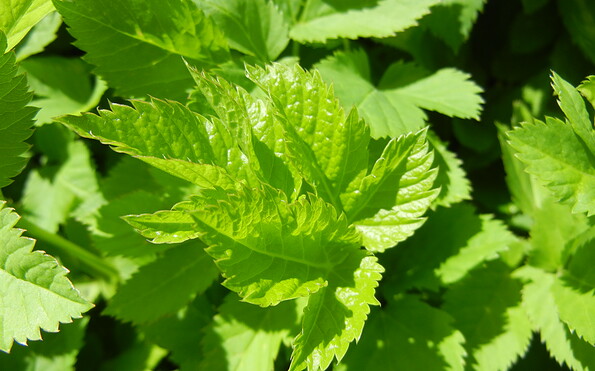 Foto: Marina Delzer, Lizenz: grün &amp; wild