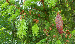 Frühlingsbaum- und Kräuter-Allerley