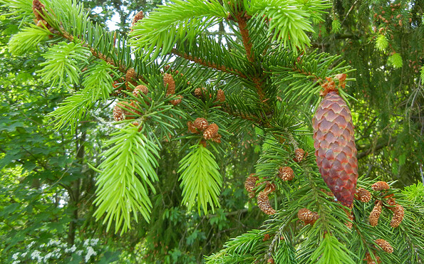 Foto: Marina Delzer, Lizenz: grün &amp; wild