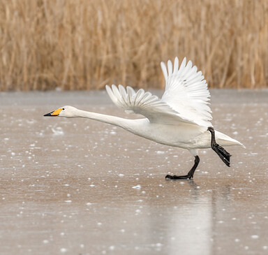 Exkursion zu Singschwänen