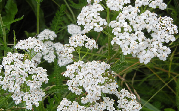 Foto: Marina Delzer, Lizenz: grün &amp; wild