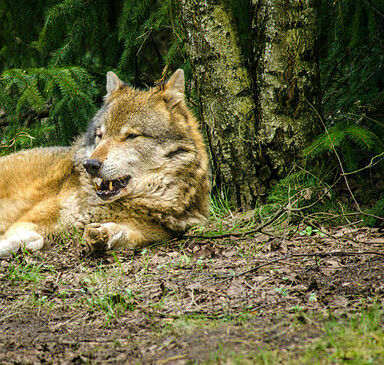 Vollmondwolfsnacht im Wildpark Schorfheide