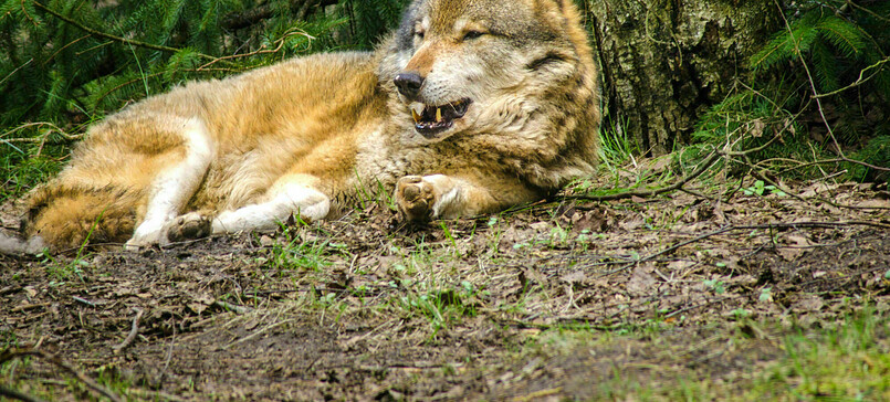 Vollmondwolfsnacht im Wildpark Schorfheide