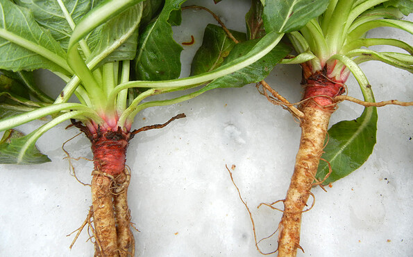 Foto: Marina Delzer, Lizenz: grün &amp; wild